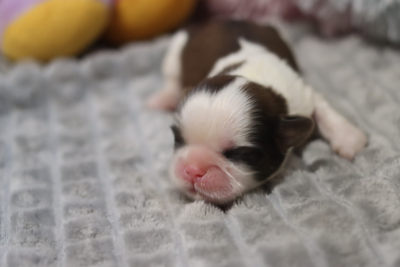 de la ferme des Mottes - Chiots disponibles - Shih Tzu