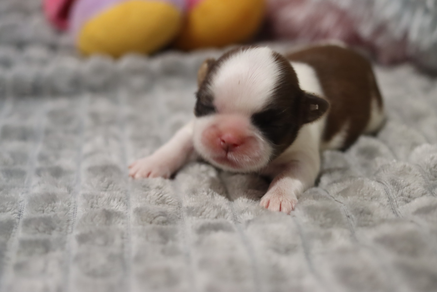 de la ferme des Mottes - Chiots disponibles - Shih Tzu