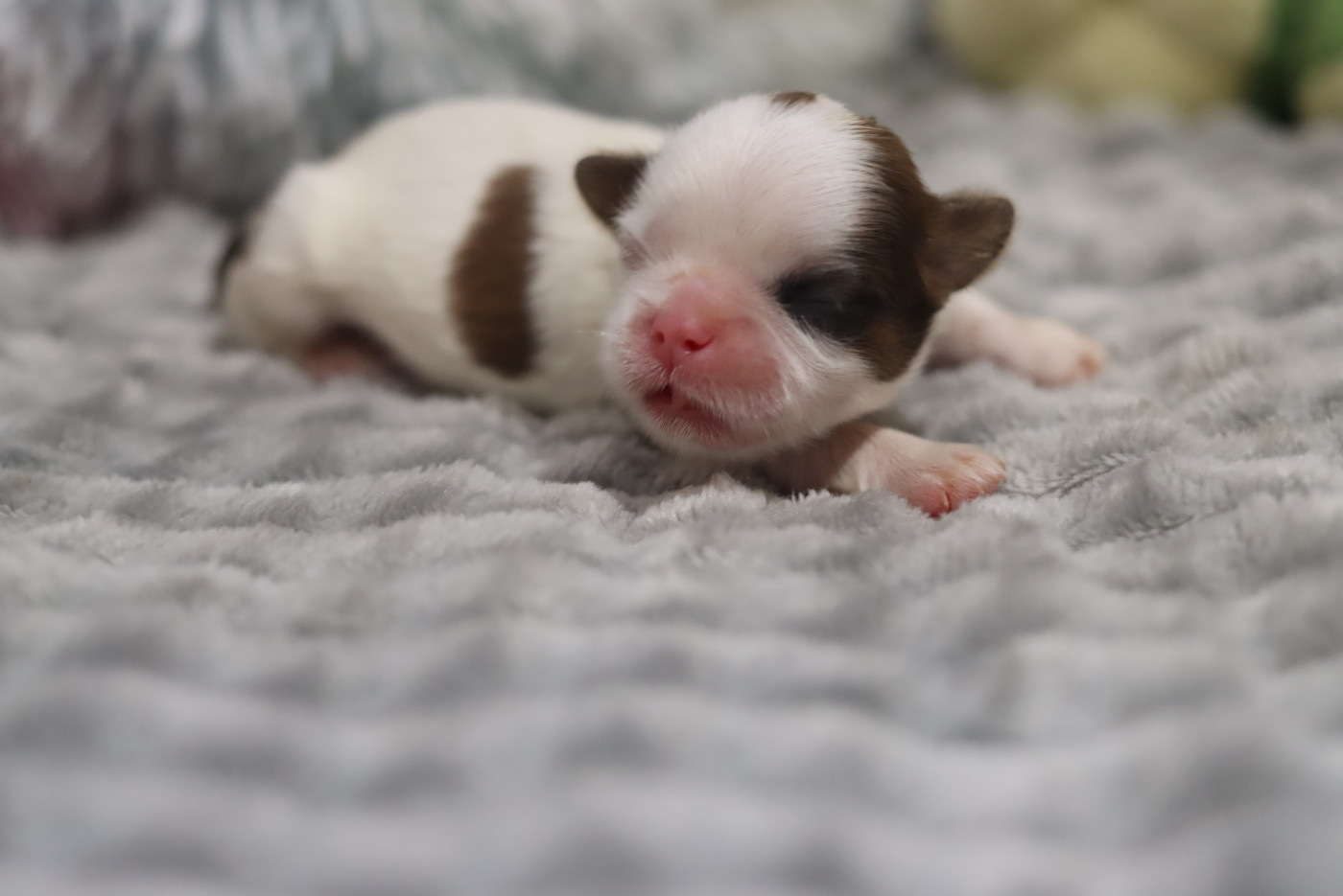 de la ferme des Mottes - Chiots disponibles - Shih Tzu