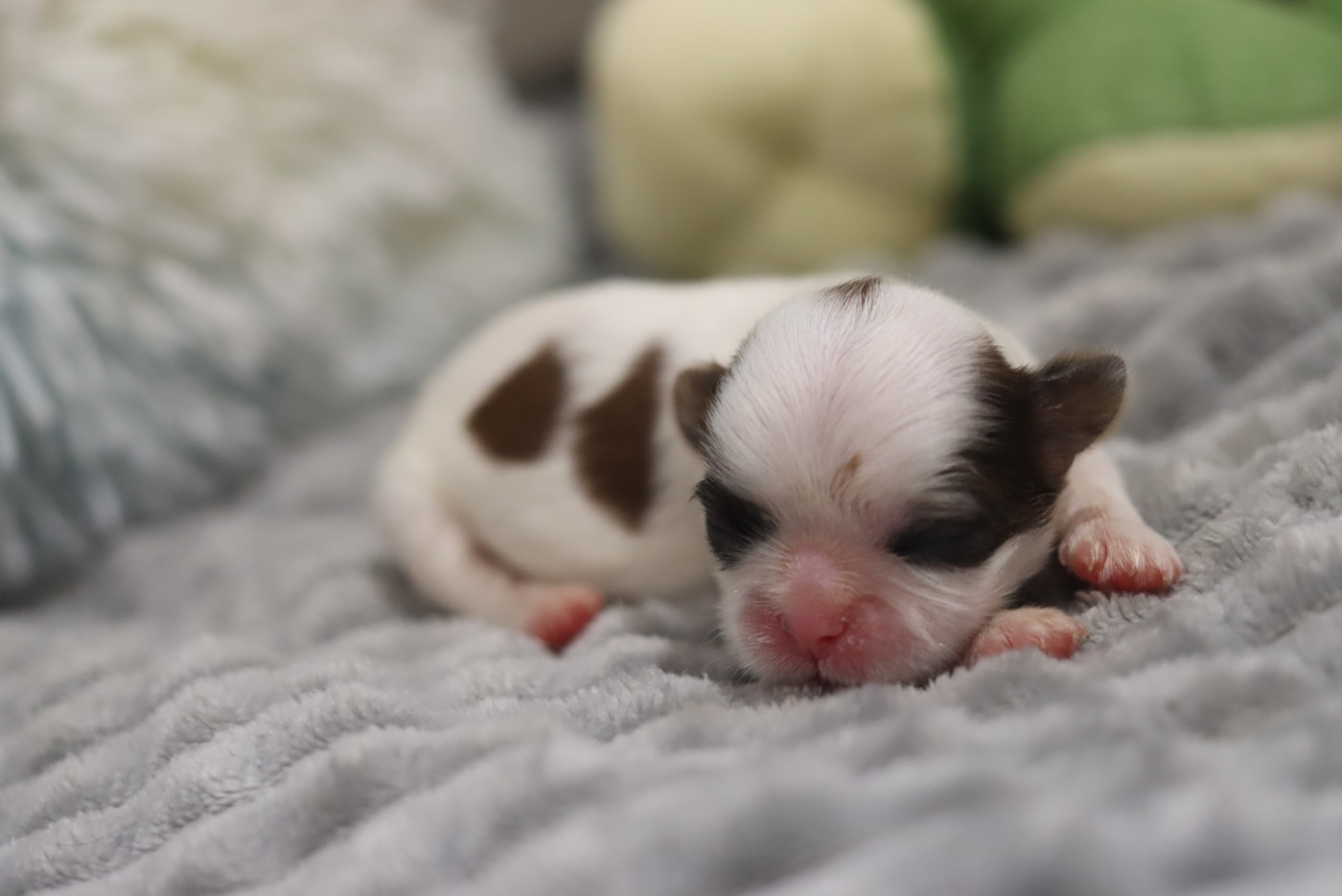 de la ferme des Mottes - Chiots disponibles - Shih Tzu