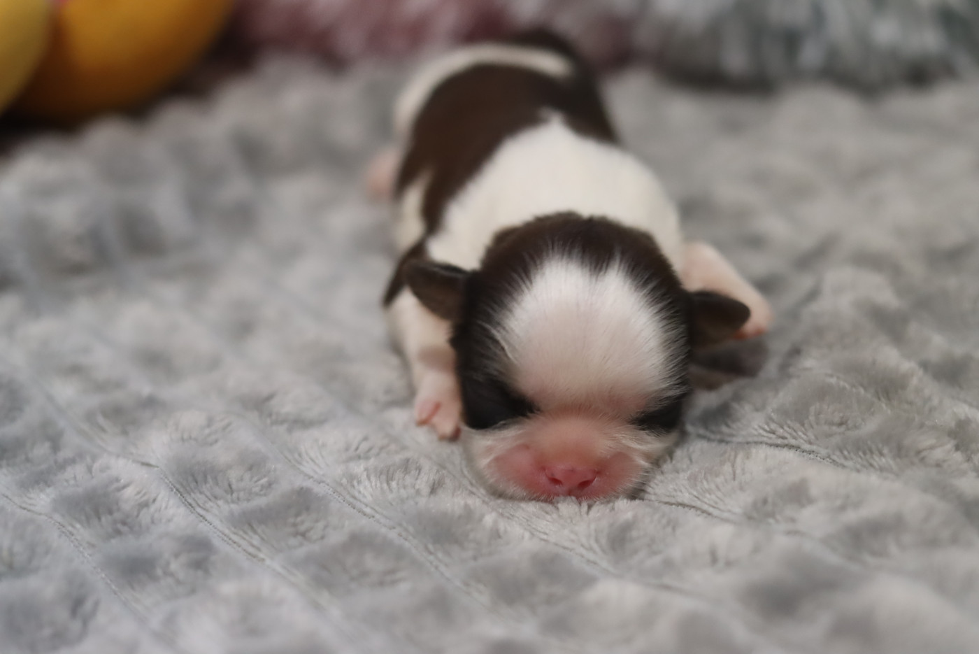 de la ferme des Mottes - Chiots disponibles - Shih Tzu