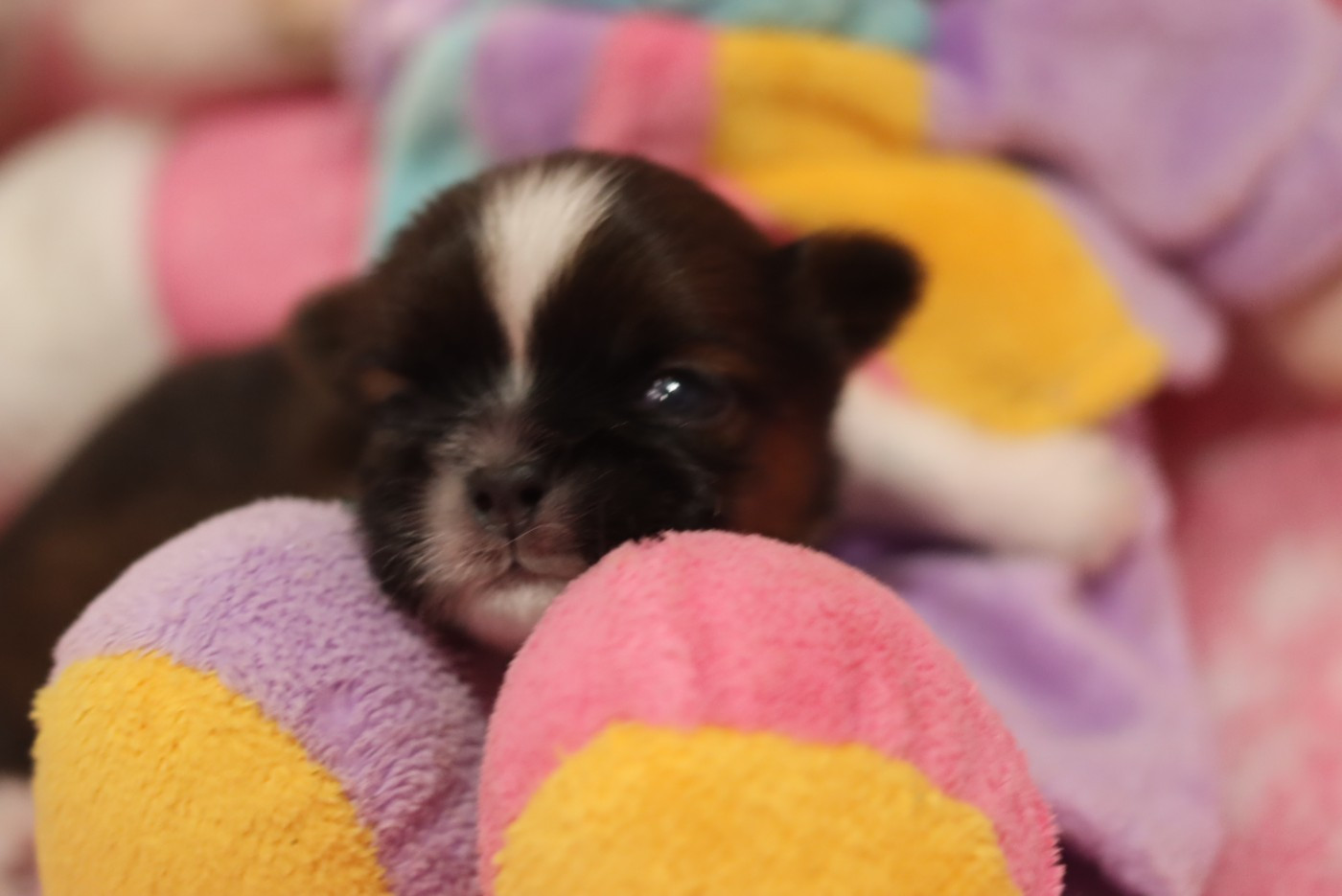 de la ferme des Mottes - Chiots disponibles - Shih Tzu