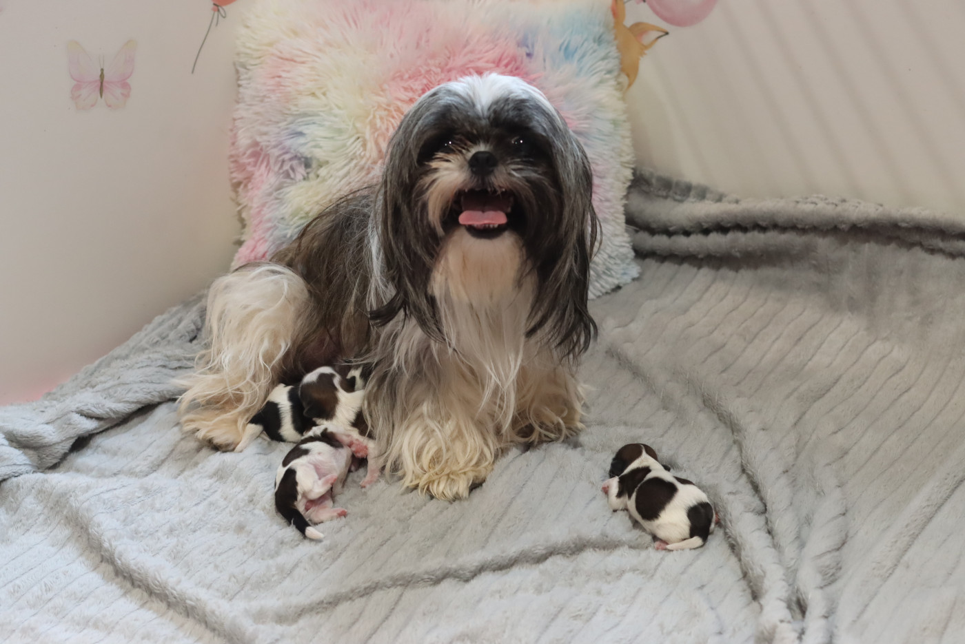 Chiot Shih Tzu de la ferme des Mottes