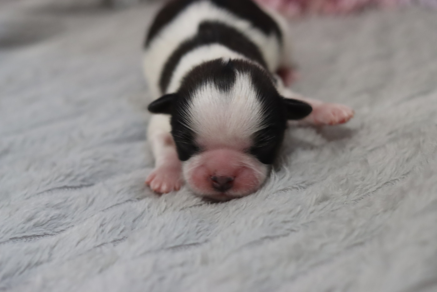 de la ferme des Mottes - Chiots disponibles - Shih Tzu