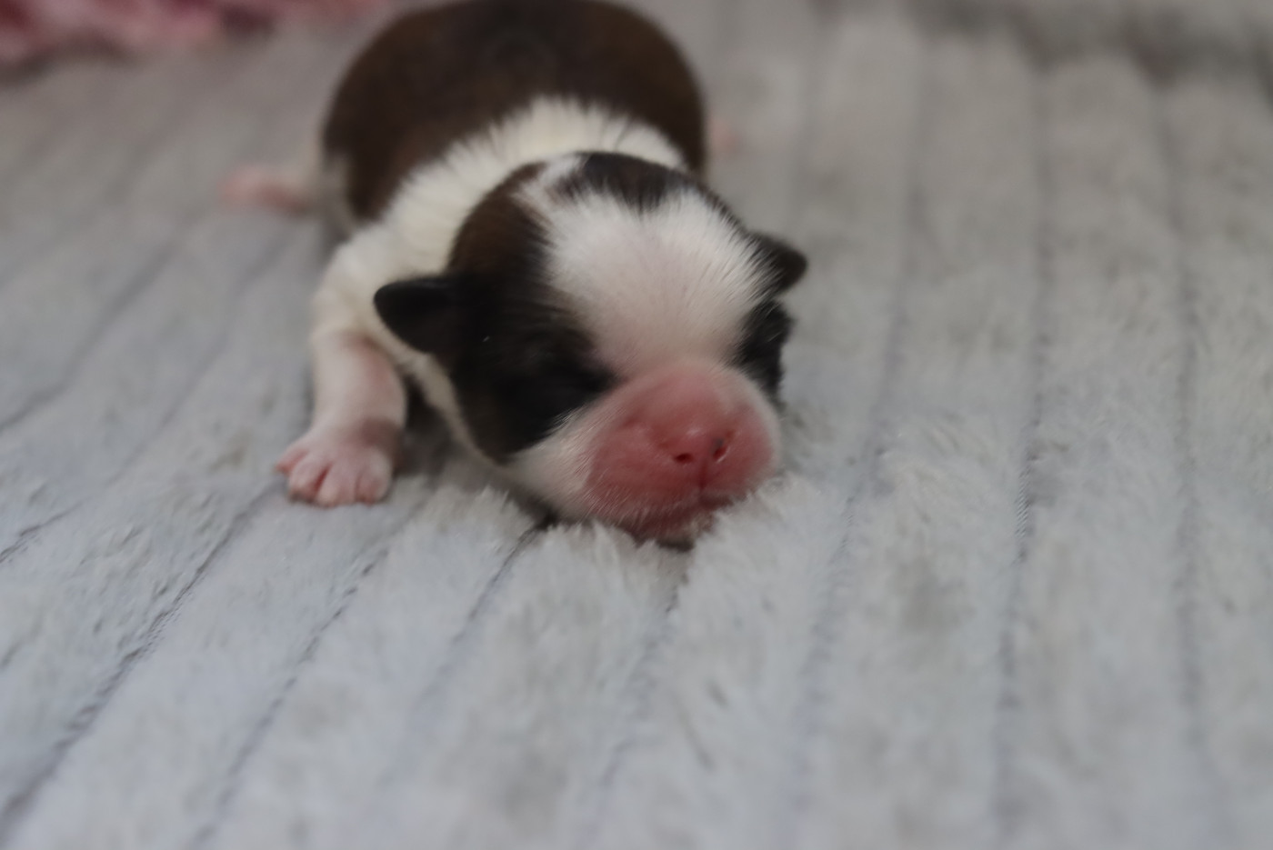 de la ferme des Mottes - Chiots disponibles - Shih Tzu