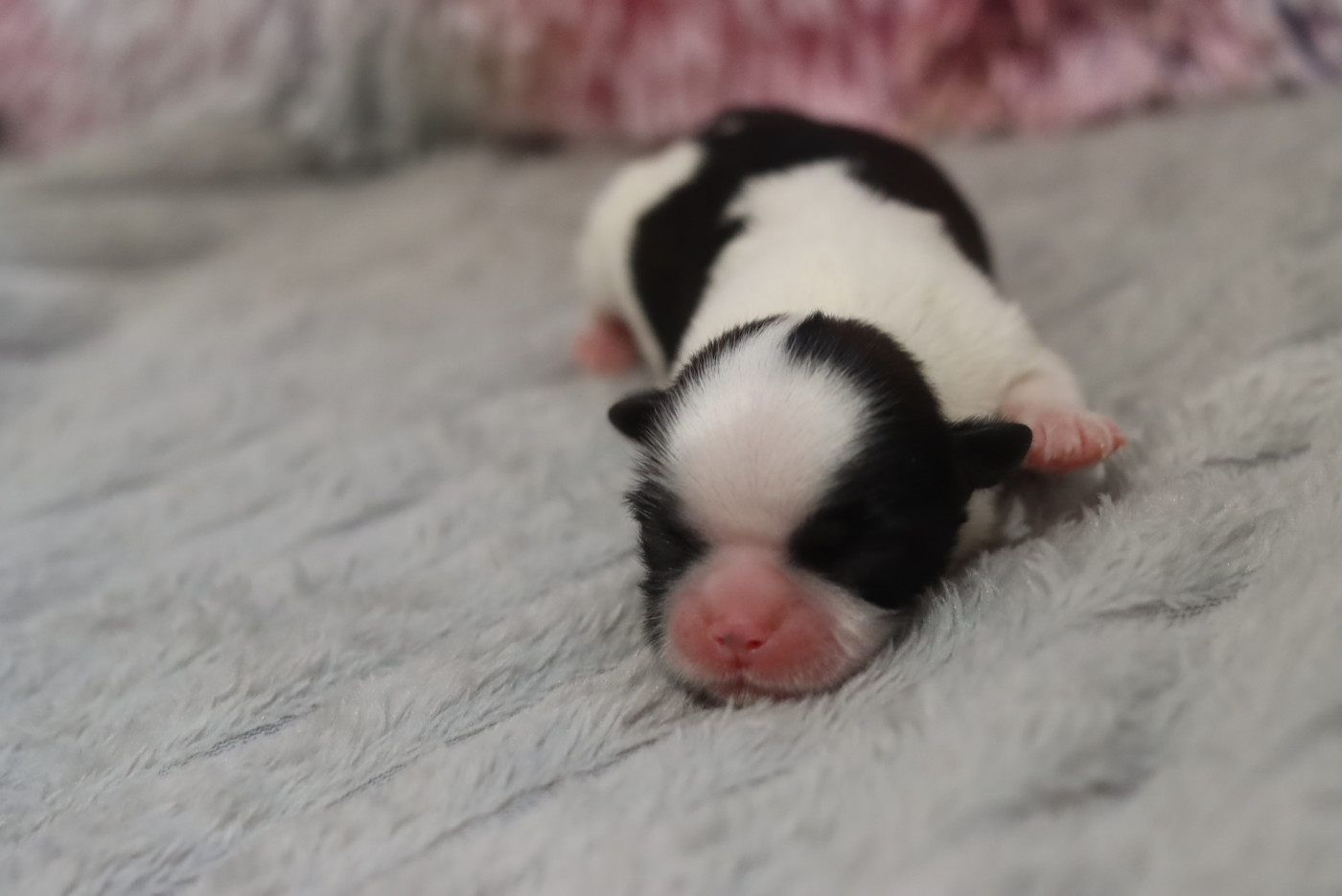 de la ferme des Mottes - Chiots disponibles - Shih Tzu