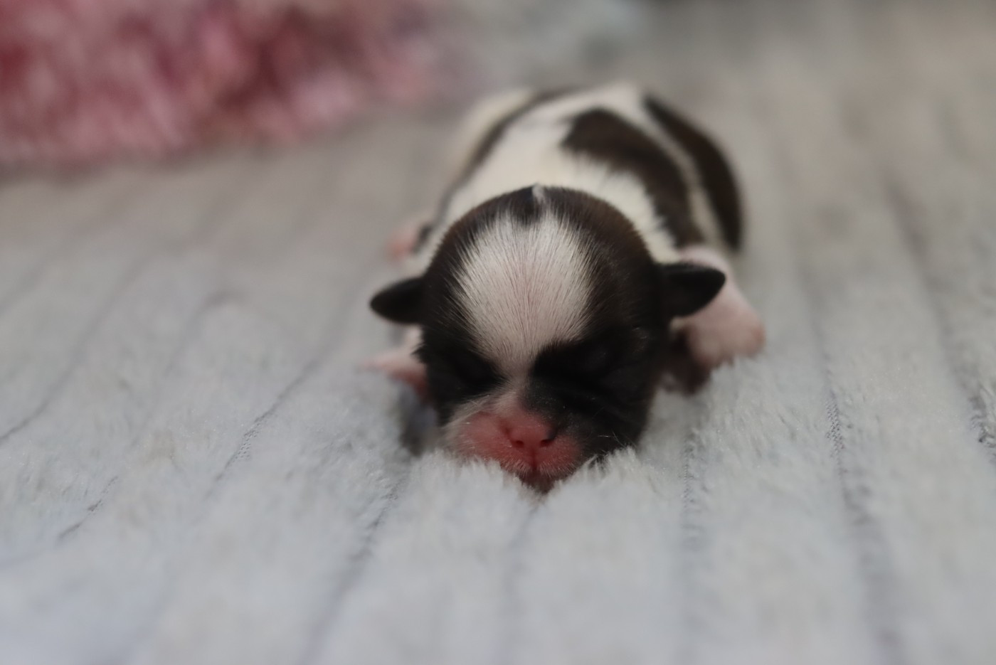 de la ferme des Mottes - Chiots disponibles - Shih Tzu