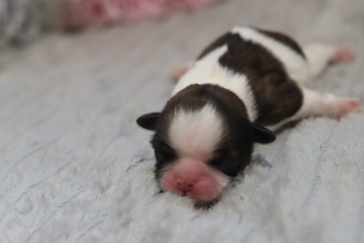 de la ferme des Mottes - Chiots disponibles - Shih Tzu
