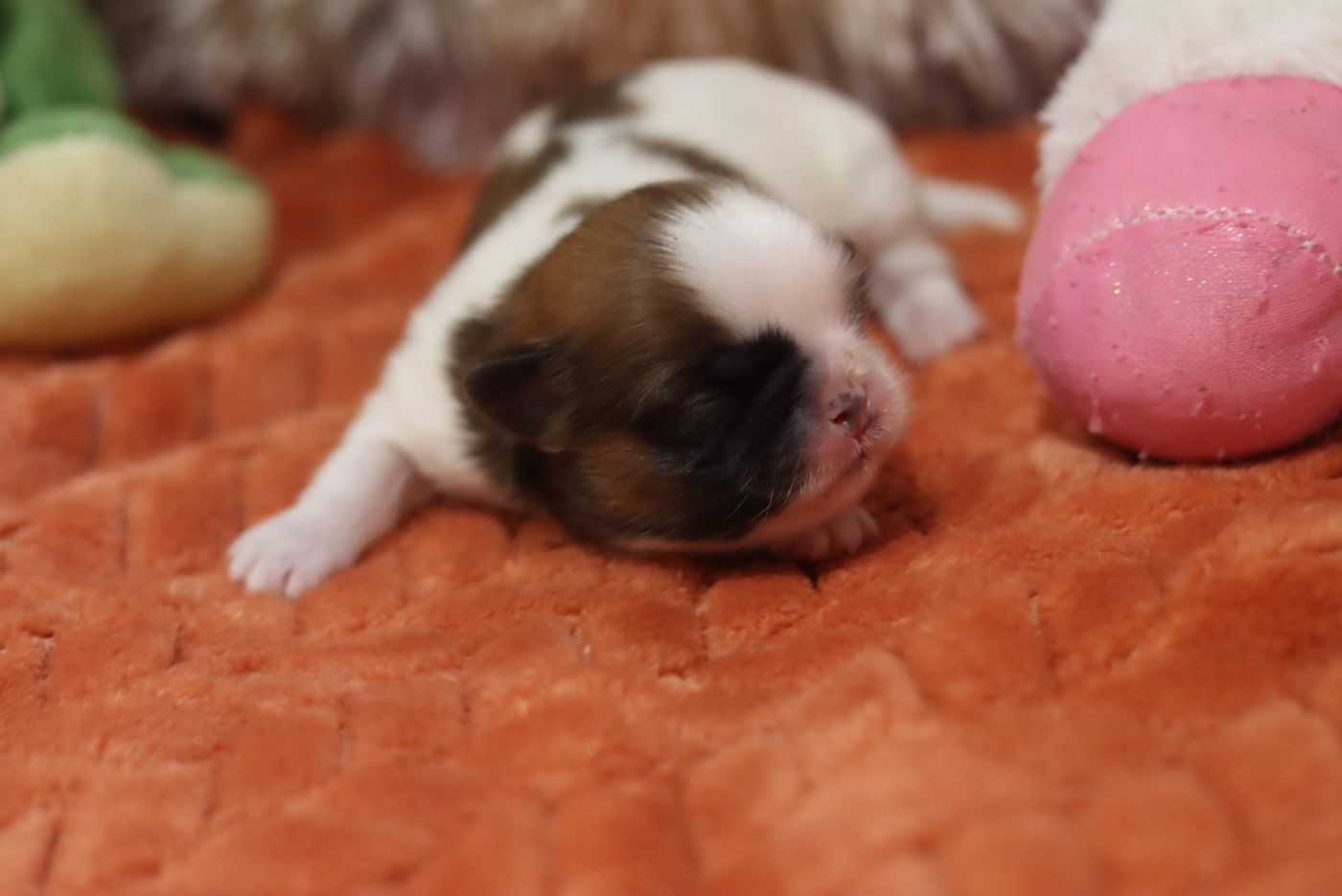 de la ferme des Mottes - Chiots disponibles - Shih Tzu