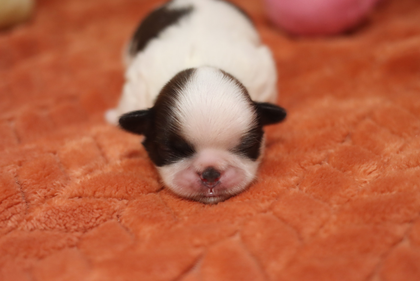 de la ferme des Mottes - Chiots disponibles - Shih Tzu