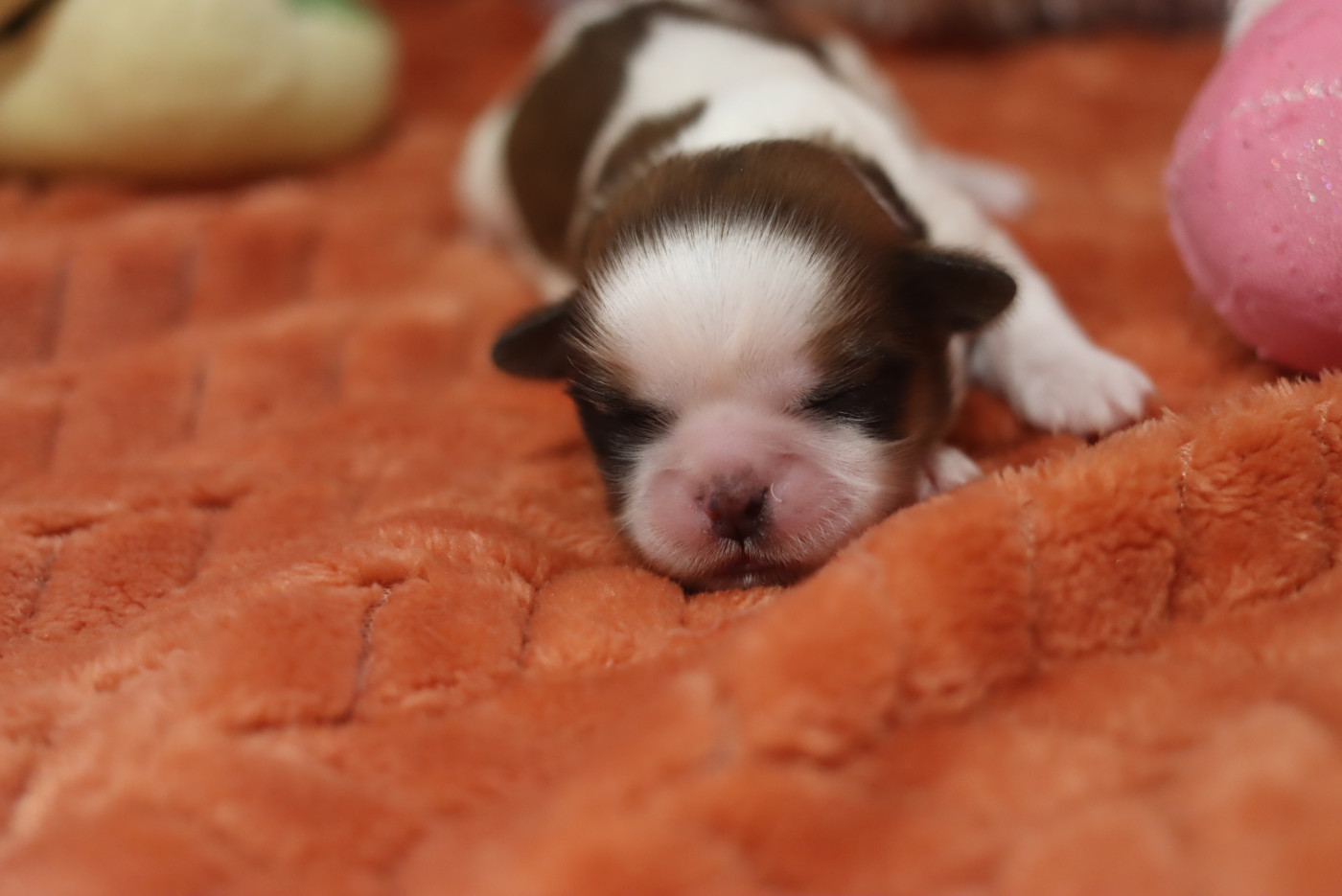 de la ferme des Mottes - Chiots disponibles - Shih Tzu