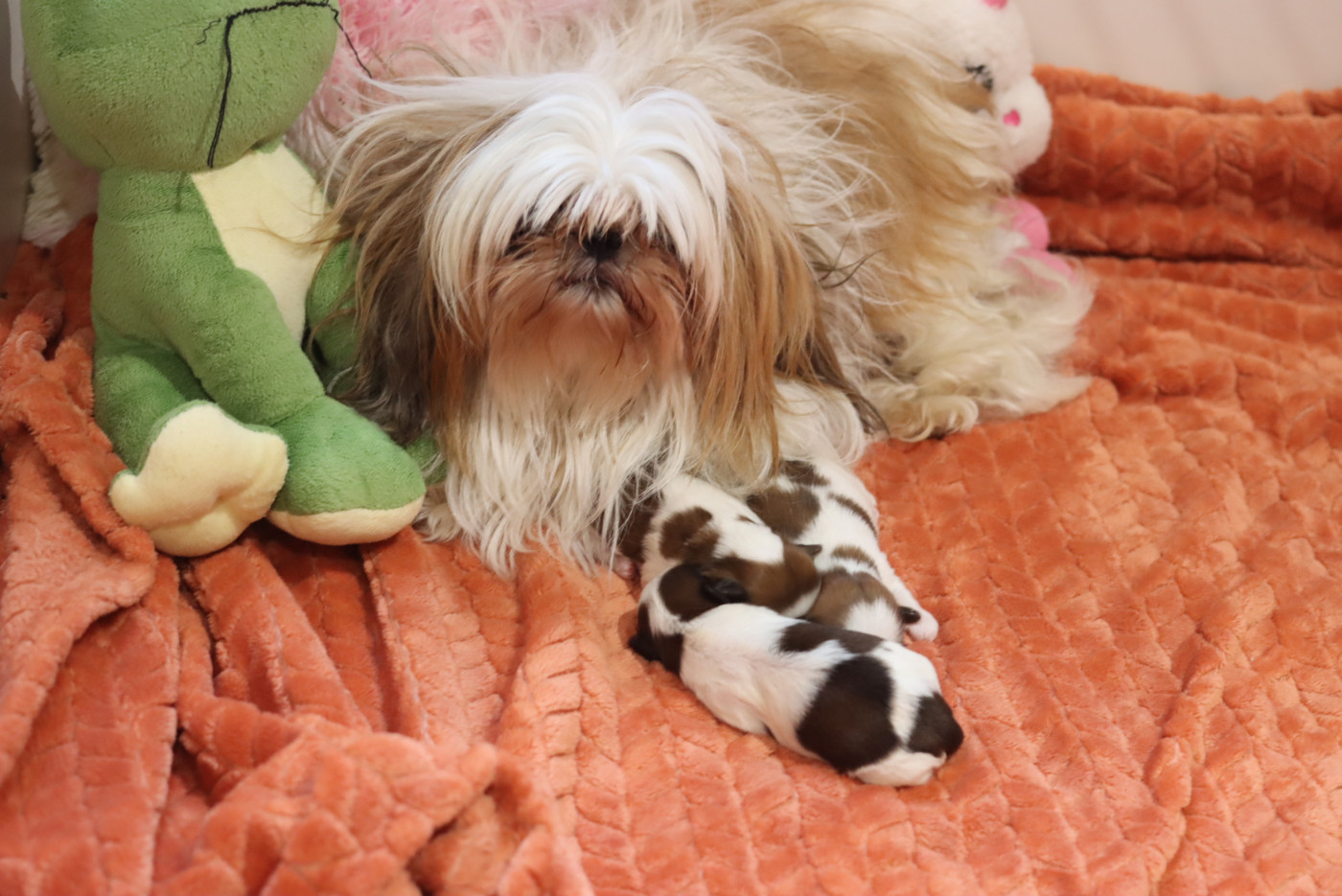 Chiot Shih Tzu de la ferme des Mottes