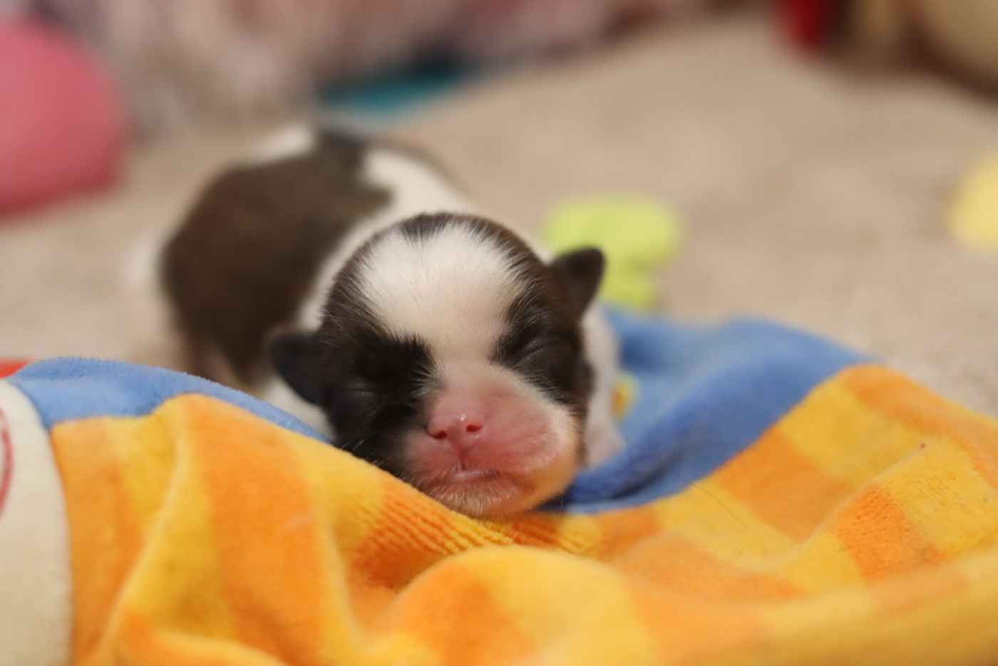 de la ferme des Mottes - Chiots disponibles - Shih Tzu