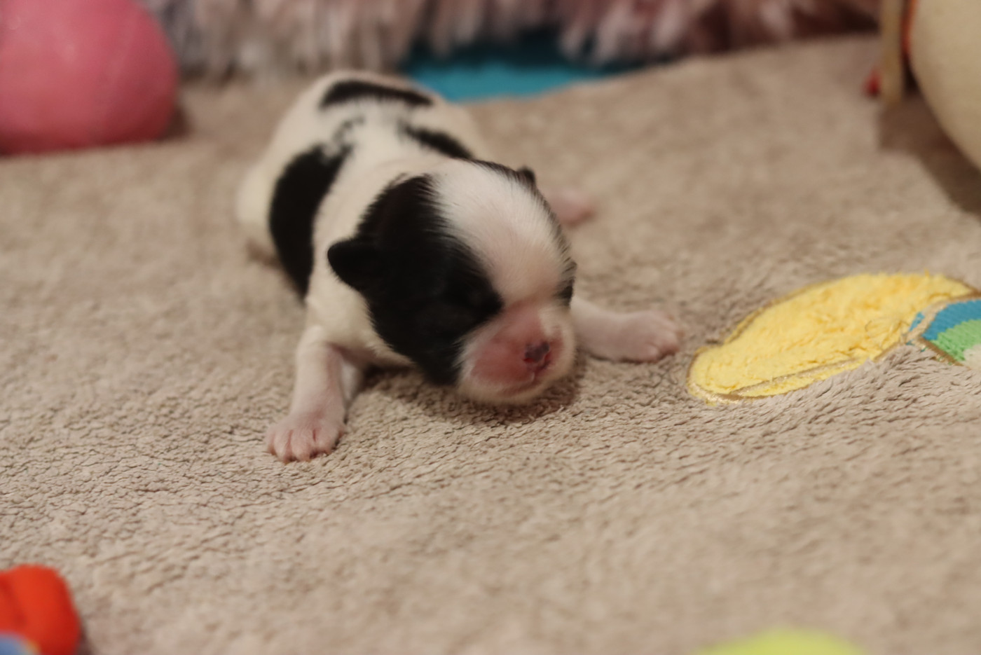 de la ferme des Mottes - Chiots disponibles - Shih Tzu