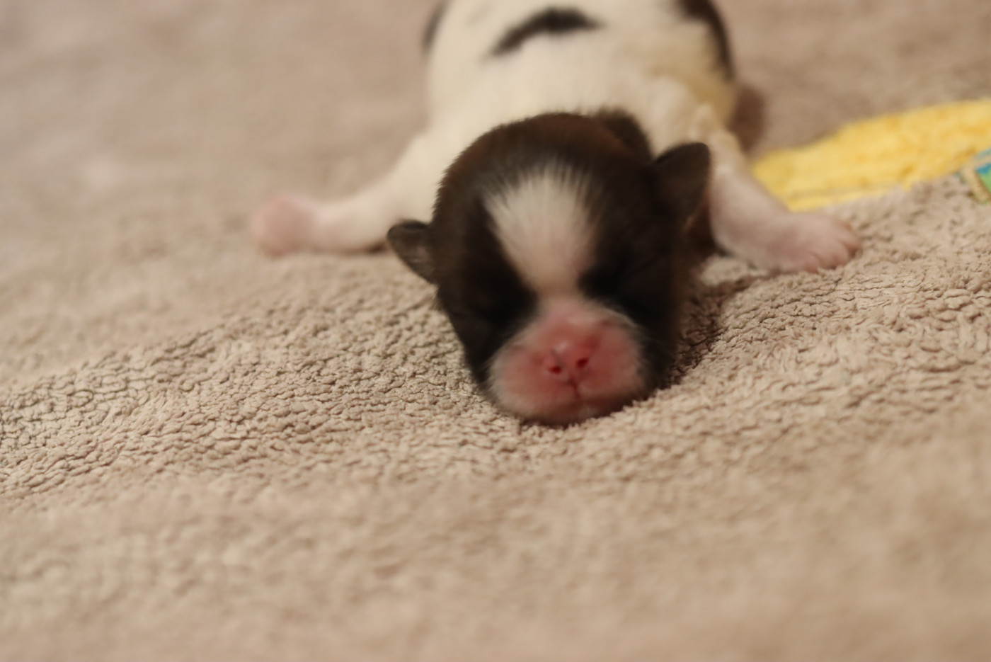 de la ferme des Mottes - Chiots disponibles - Shih Tzu