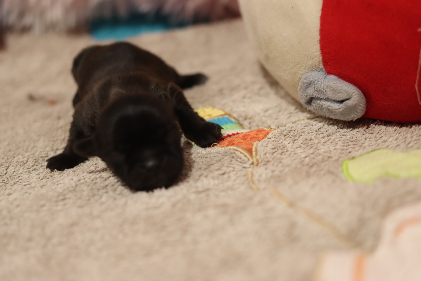 de la ferme des Mottes - Chiots disponibles - Shih Tzu