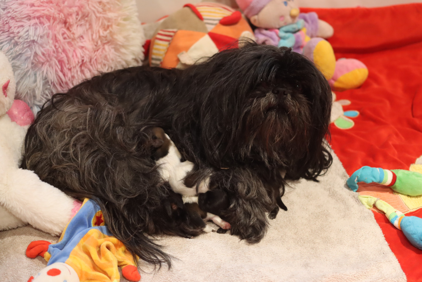 Chiot Shih Tzu de la ferme des Mottes