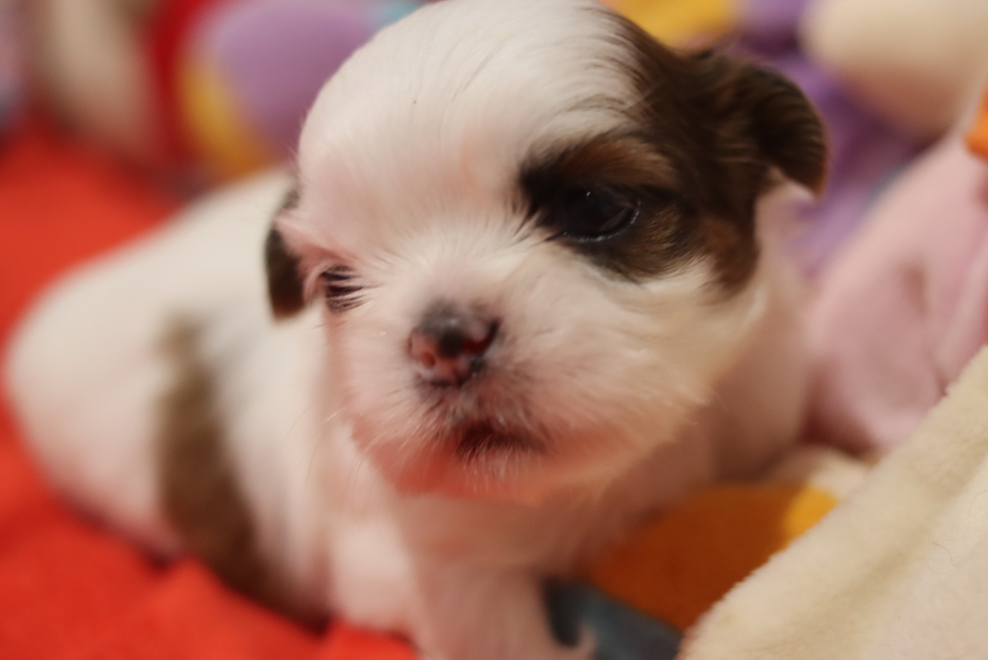 de la ferme des Mottes - Chiots disponibles - Shih Tzu