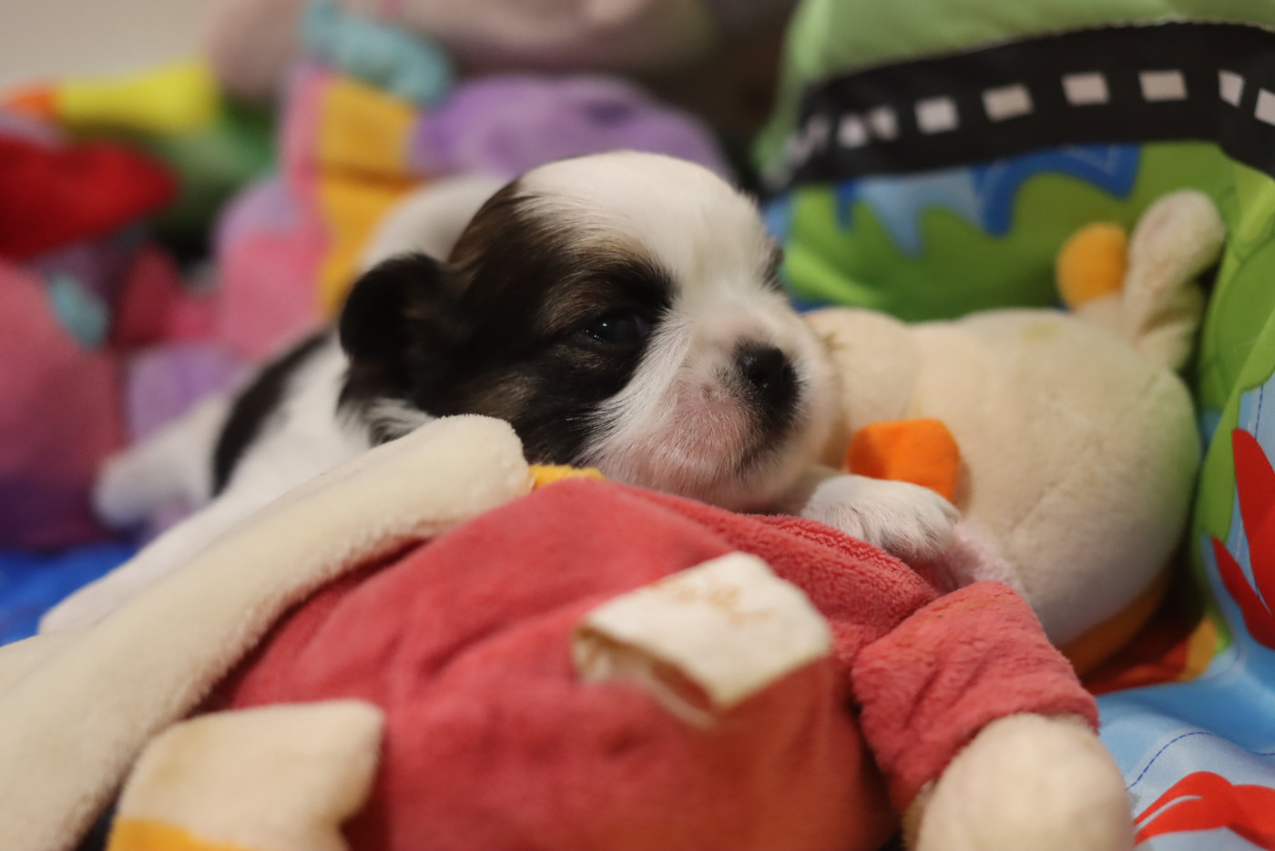 de la ferme des Mottes - Chiots disponibles - Shih Tzu