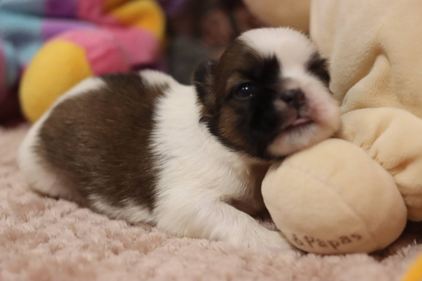 de la ferme des Mottes - Chiots disponibles - Shih Tzu