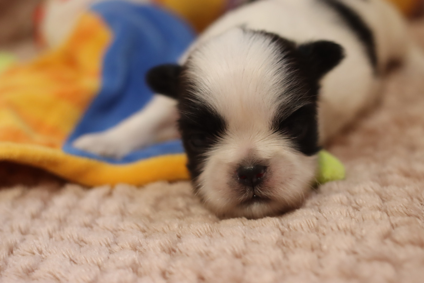 de la ferme des Mottes - Chiots disponibles - Shih Tzu