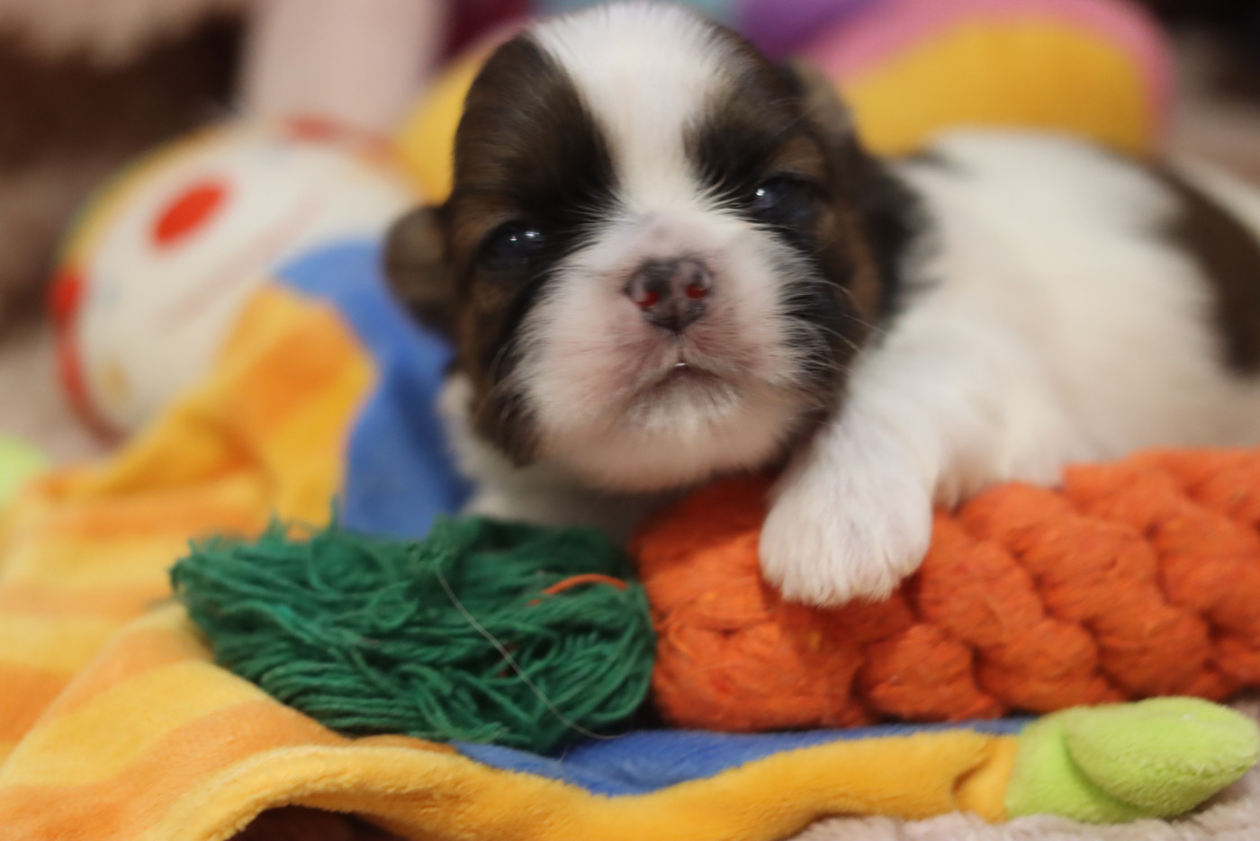 de la ferme des Mottes - Chiots disponibles - Shih Tzu