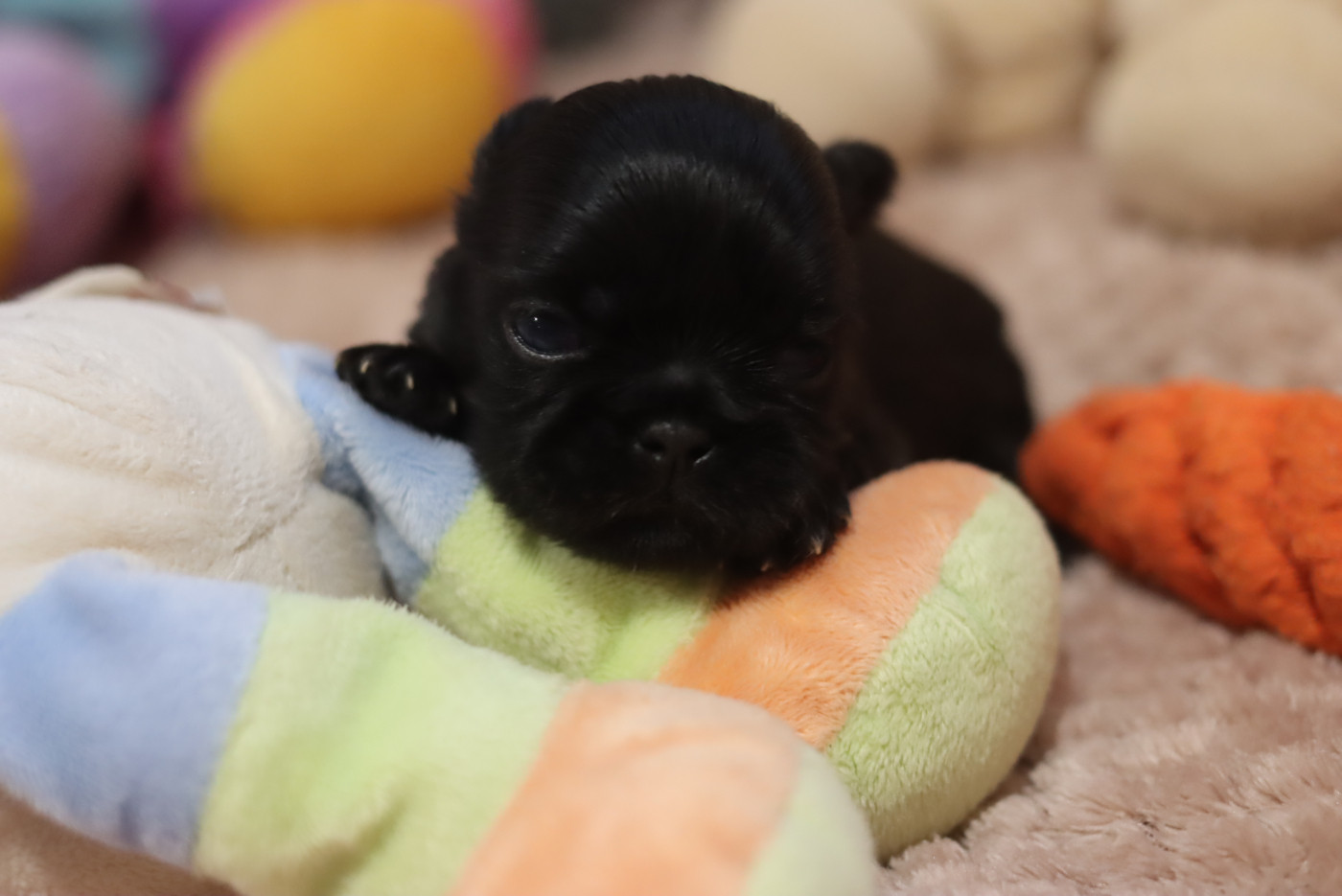 de la ferme des Mottes - Chiots disponibles - Shih Tzu