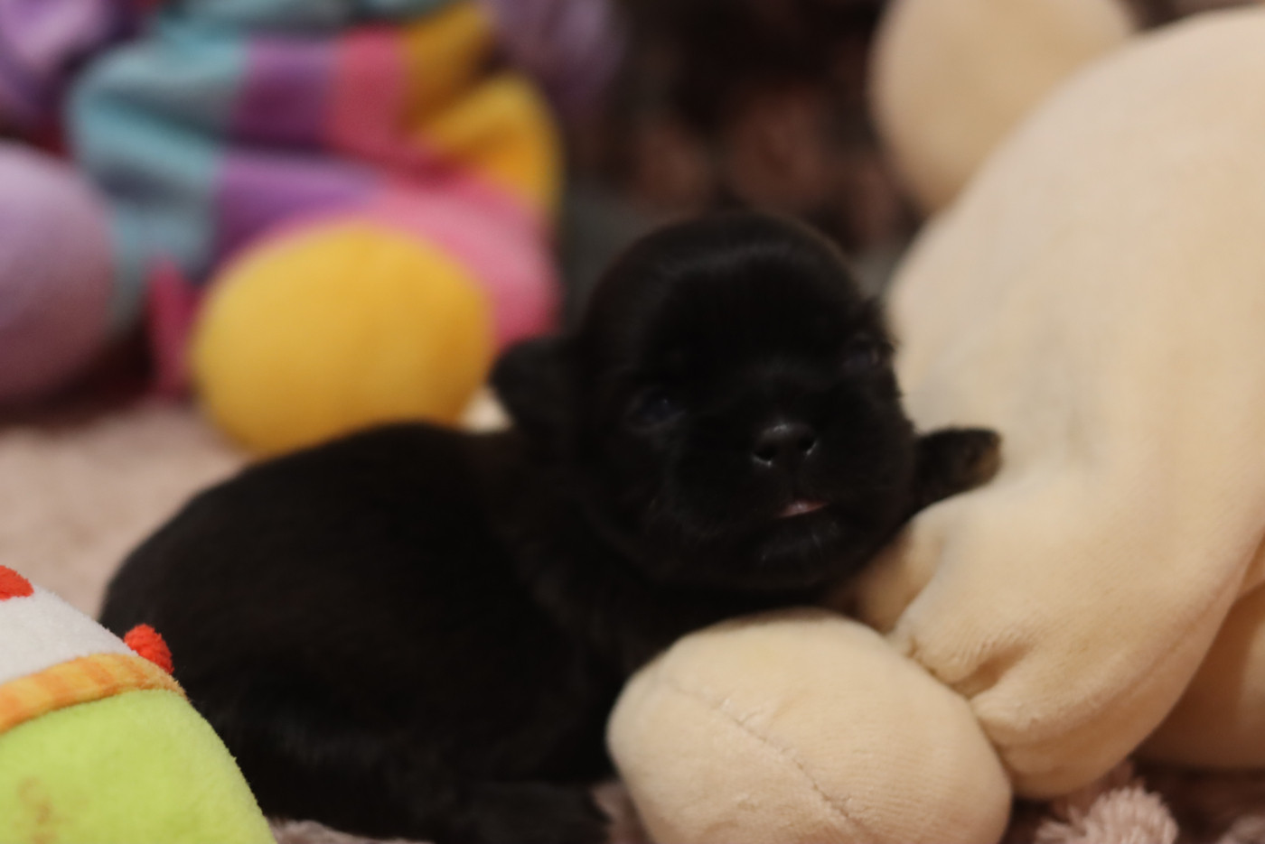 de la ferme des Mottes - Chiots disponibles - Shih Tzu