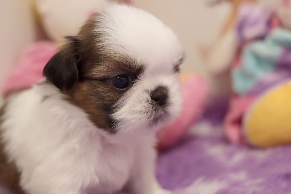 de la ferme des Mottes - Chiots disponibles - Shih Tzu