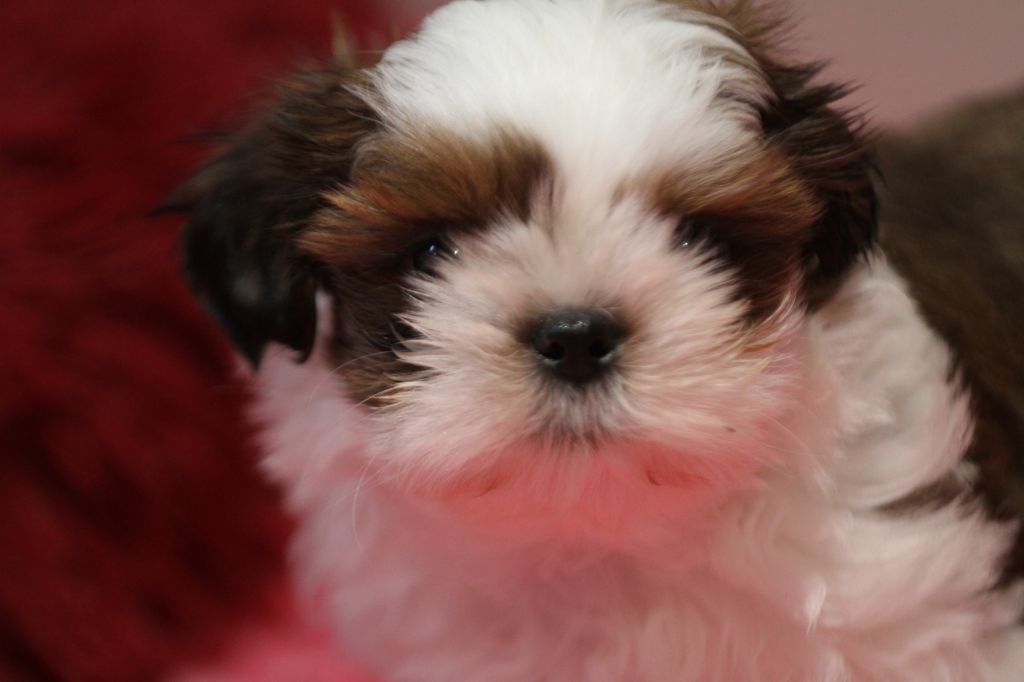 de la ferme des Mottes - Chiots disponibles - Shih Tzu