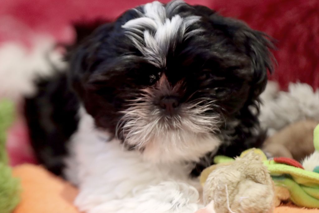 de la ferme des Mottes - Chiots disponibles - Shih Tzu
