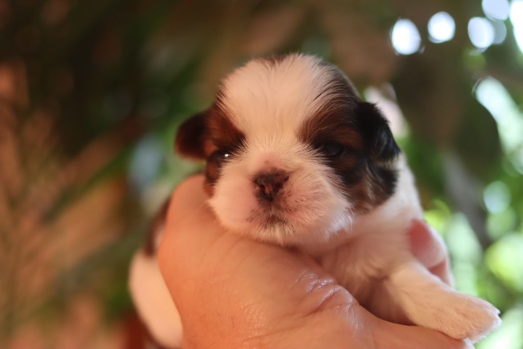 de la ferme des Mottes - Chiots disponibles - Shih Tzu