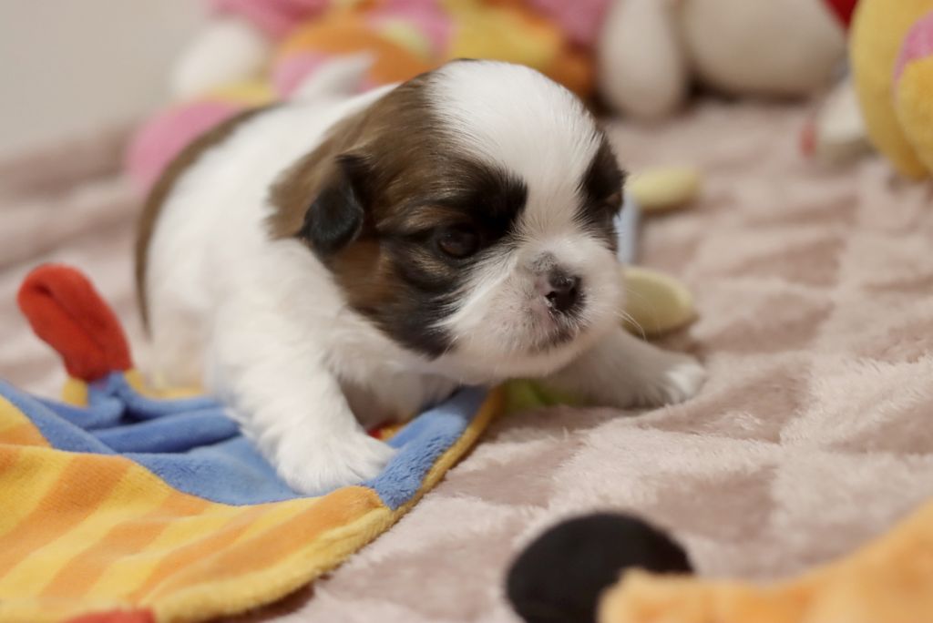 de la ferme des Mottes - Chiots disponibles - Shih Tzu
