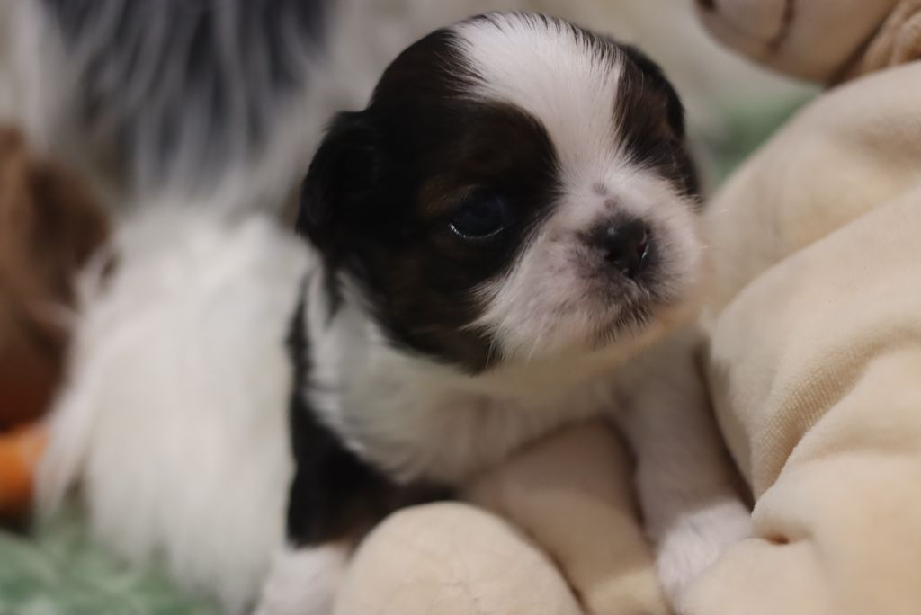 de la ferme des Mottes - Chiots disponibles - Shih Tzu