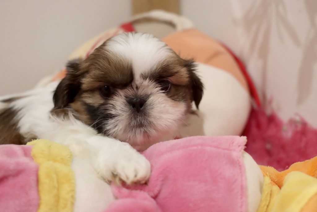 de la ferme des Mottes - Chiots disponibles - Shih Tzu