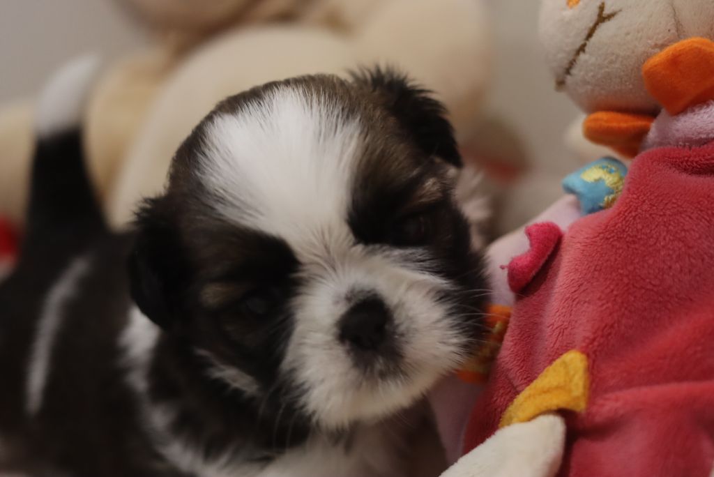 de la ferme des Mottes - Chiots disponibles - Shih Tzu
