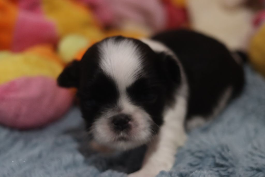 de la ferme des Mottes - Chiots disponibles - Shih Tzu