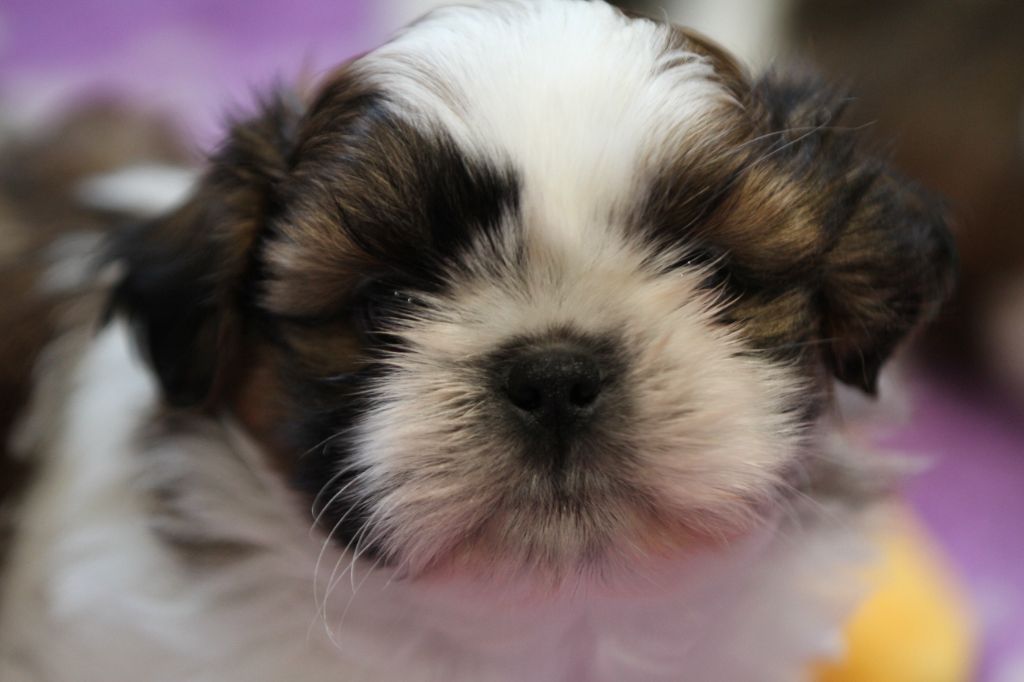 de la ferme des Mottes - Chiots disponibles - Shih Tzu