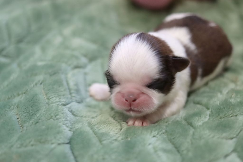 de la ferme des Mottes - Chiots disponibles - Shih Tzu
