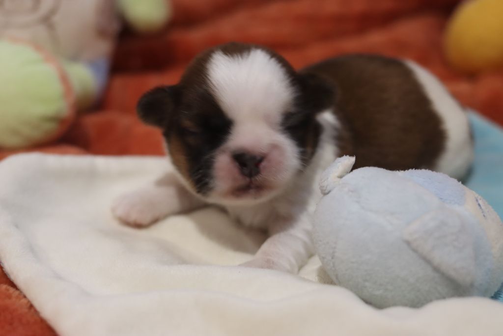 de la ferme des Mottes - Chiots disponibles - Shih Tzu
