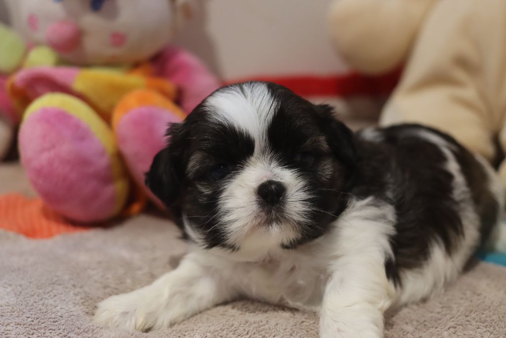 de la ferme des Mottes - Chiots disponibles - Shih Tzu