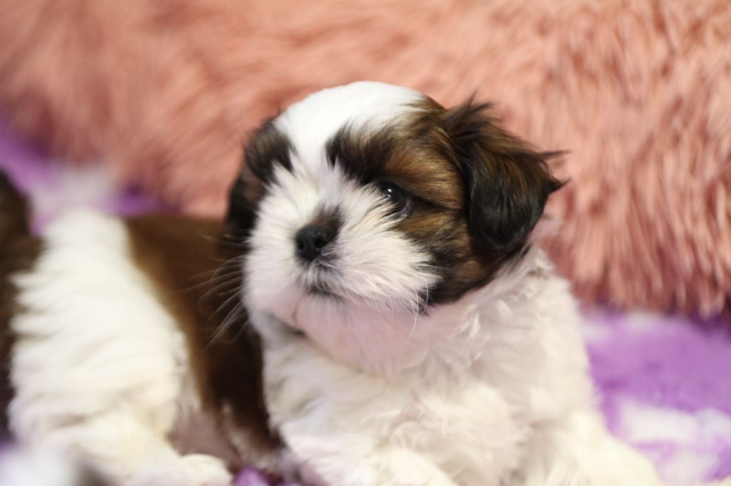 de la ferme des Mottes - Chiots disponibles - Shih Tzu
