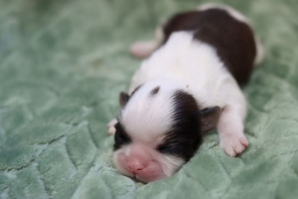 de la ferme des Mottes - Chiots disponibles - Shih Tzu