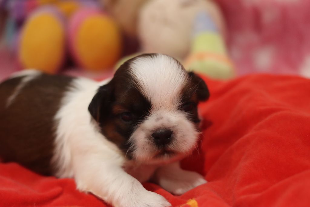 de la ferme des Mottes - Chiots disponibles - Shih Tzu