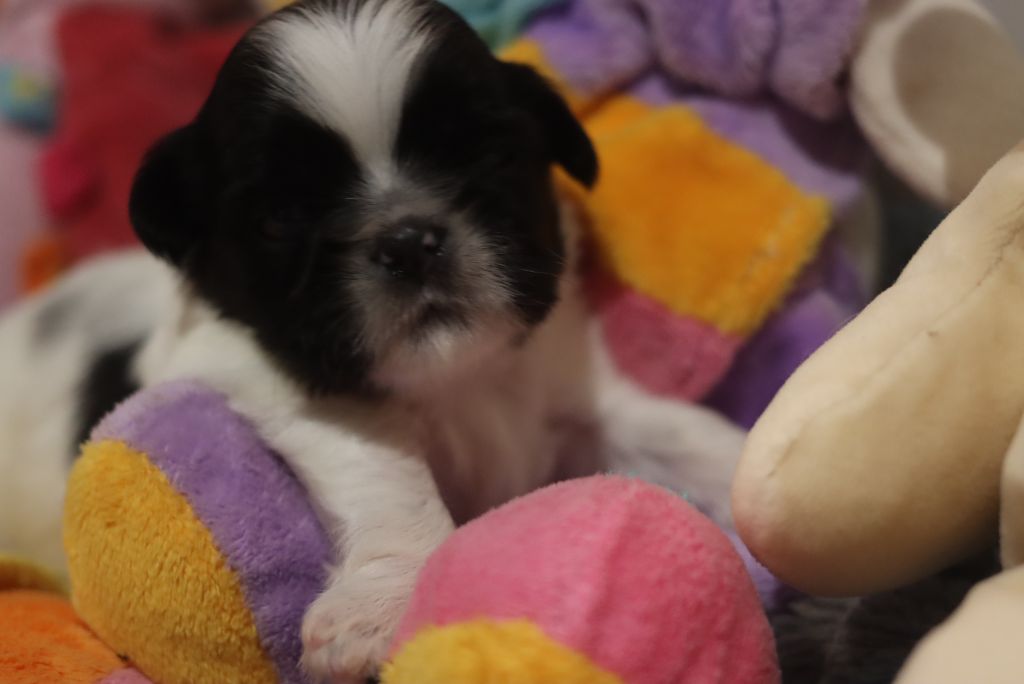 de la ferme des Mottes - Chiots disponibles - Shih Tzu