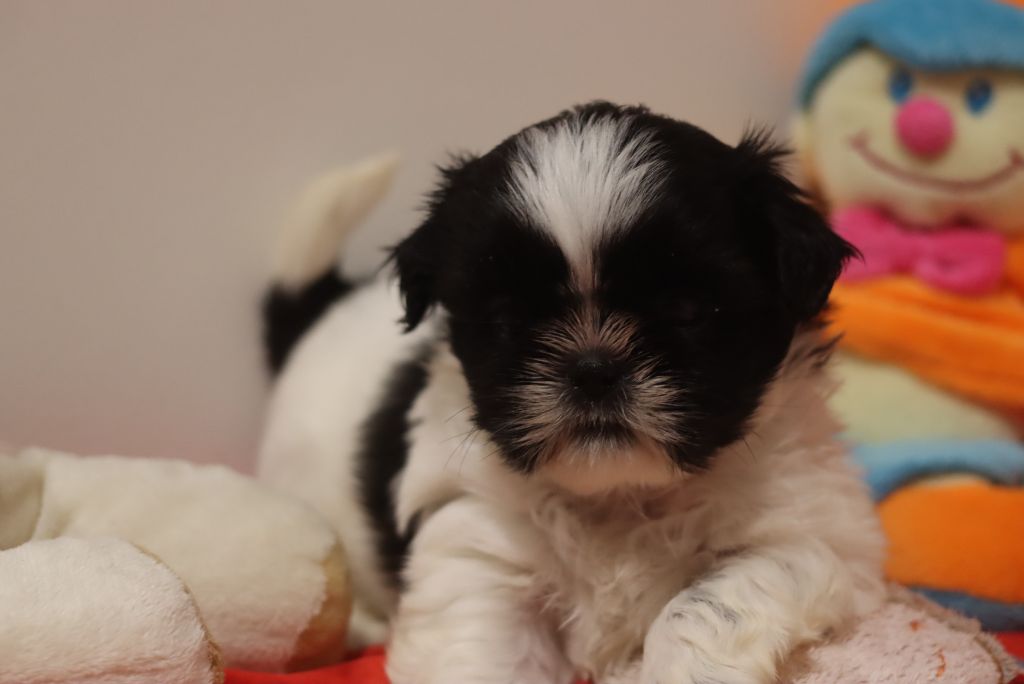 de la ferme des Mottes - Chiots disponibles - Shih Tzu