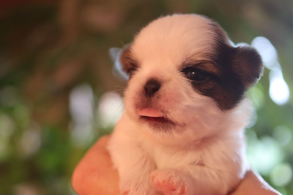 de la ferme des Mottes - Chiots disponibles - Shih Tzu