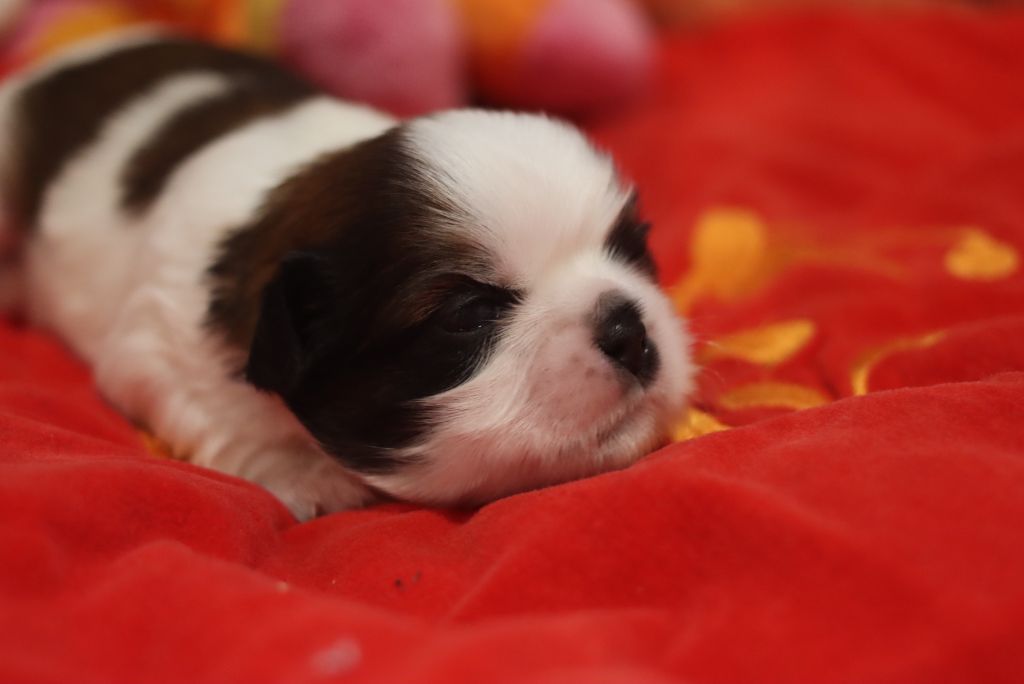 de la ferme des Mottes - Chiots disponibles - Shih Tzu