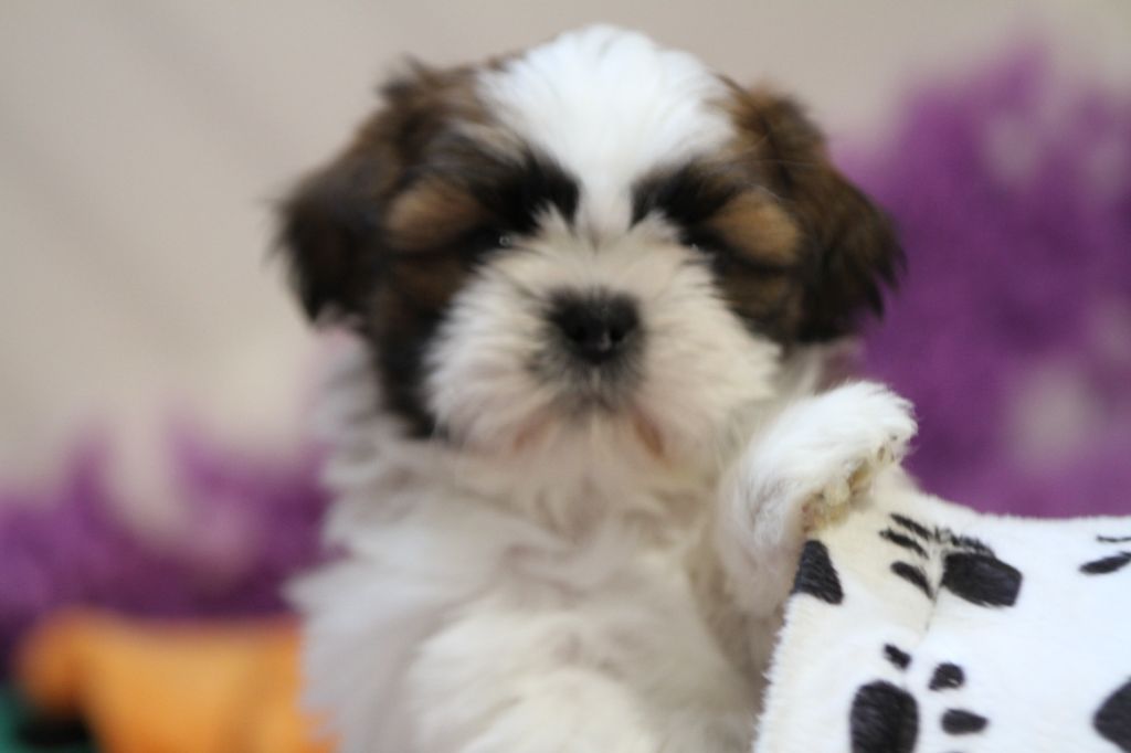 de la ferme des Mottes - Chiots disponibles - Shih Tzu