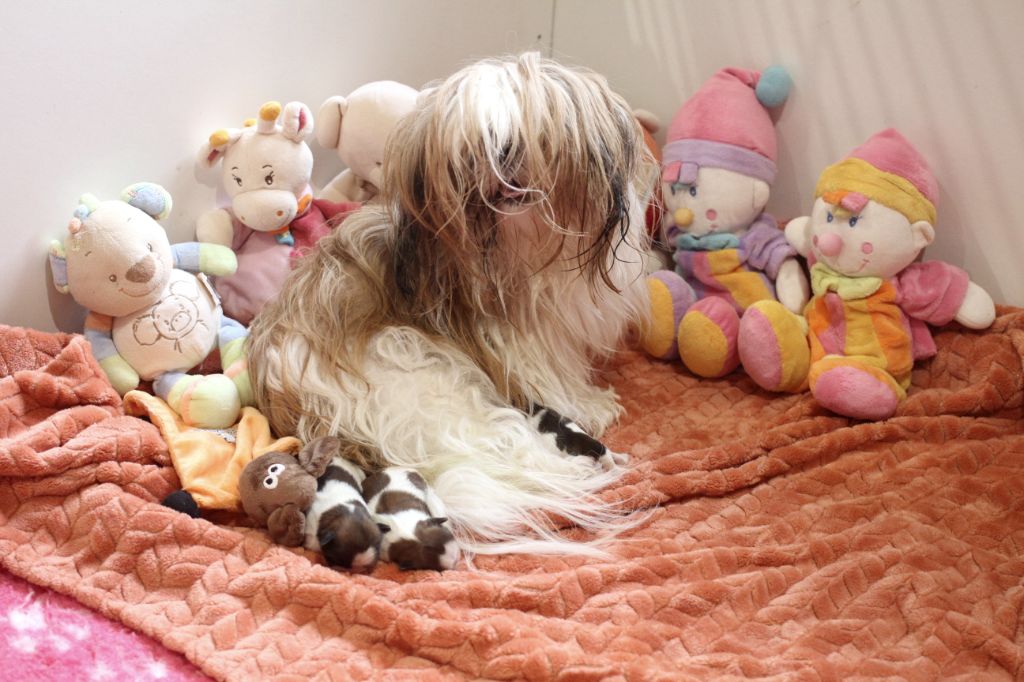 Chiot Shih Tzu de la ferme des Mottes